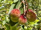 IMG_0552