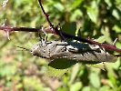 IMG_0670