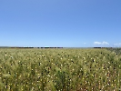 IMG_0933